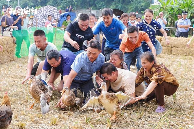 大“鸡”大利、毫无“鸭”力……百色隆林举办丰收节